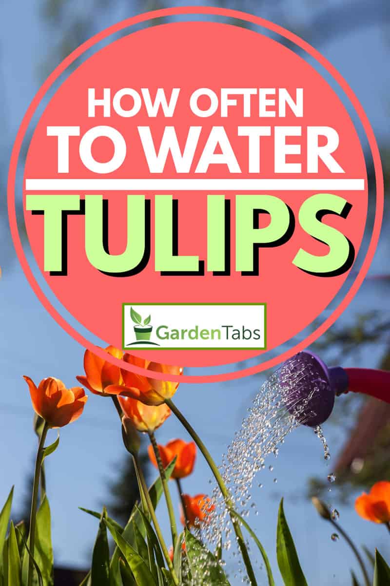 How Often To Water Tulips