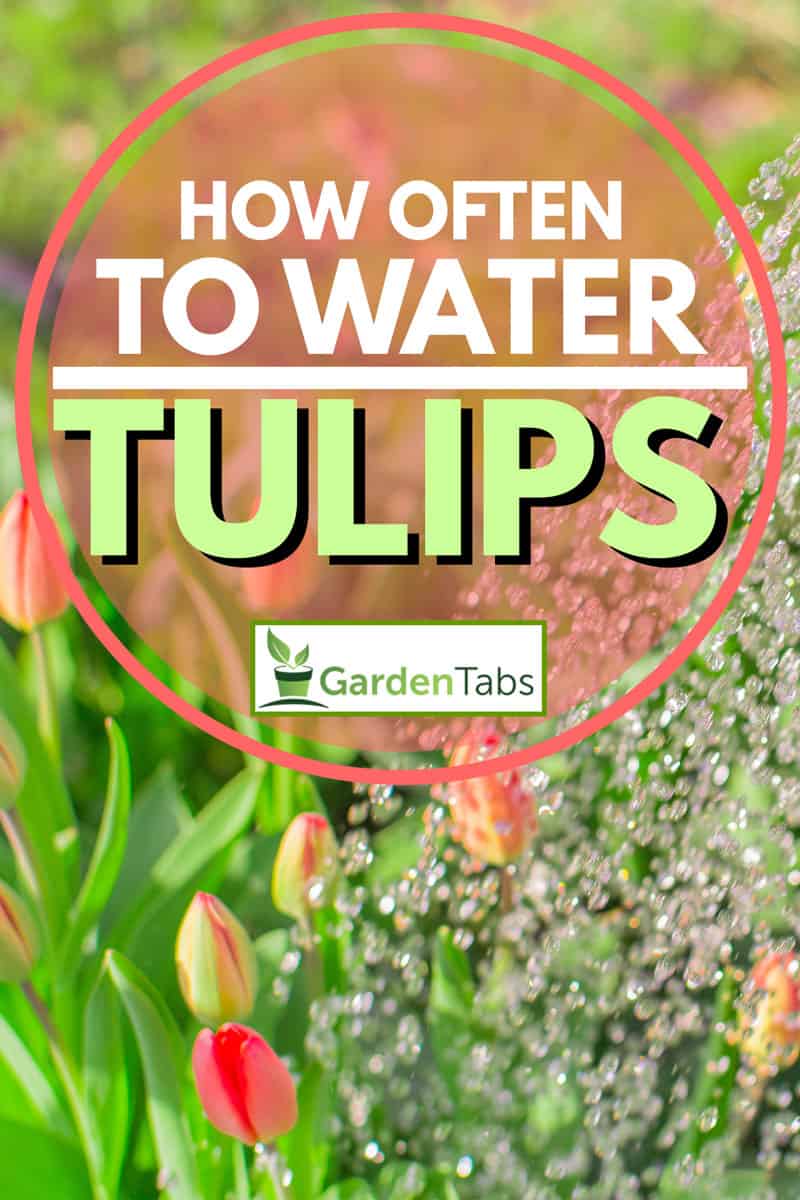 How Often To Water Tulips