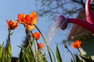 Read more about the article How Often To Water Tulips