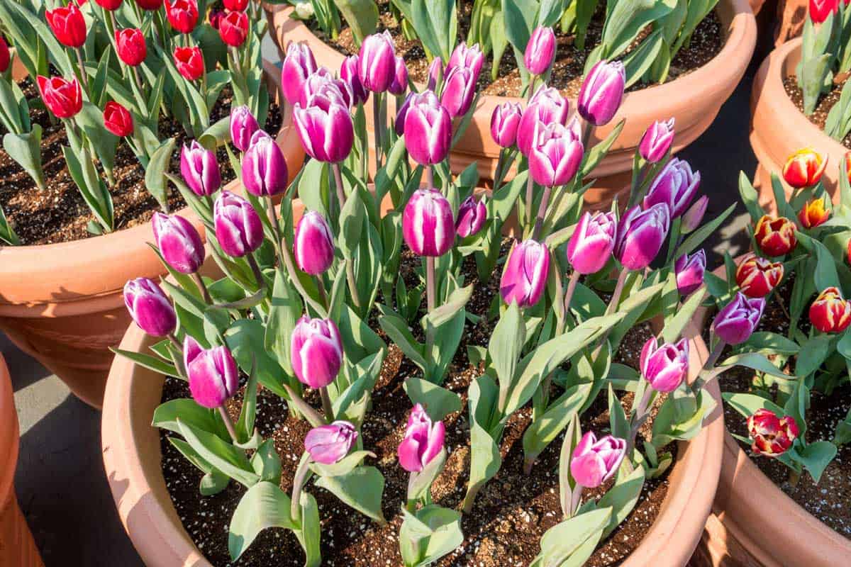 Planting Tulips In Pots (20 Tips and Photo Inspiration)