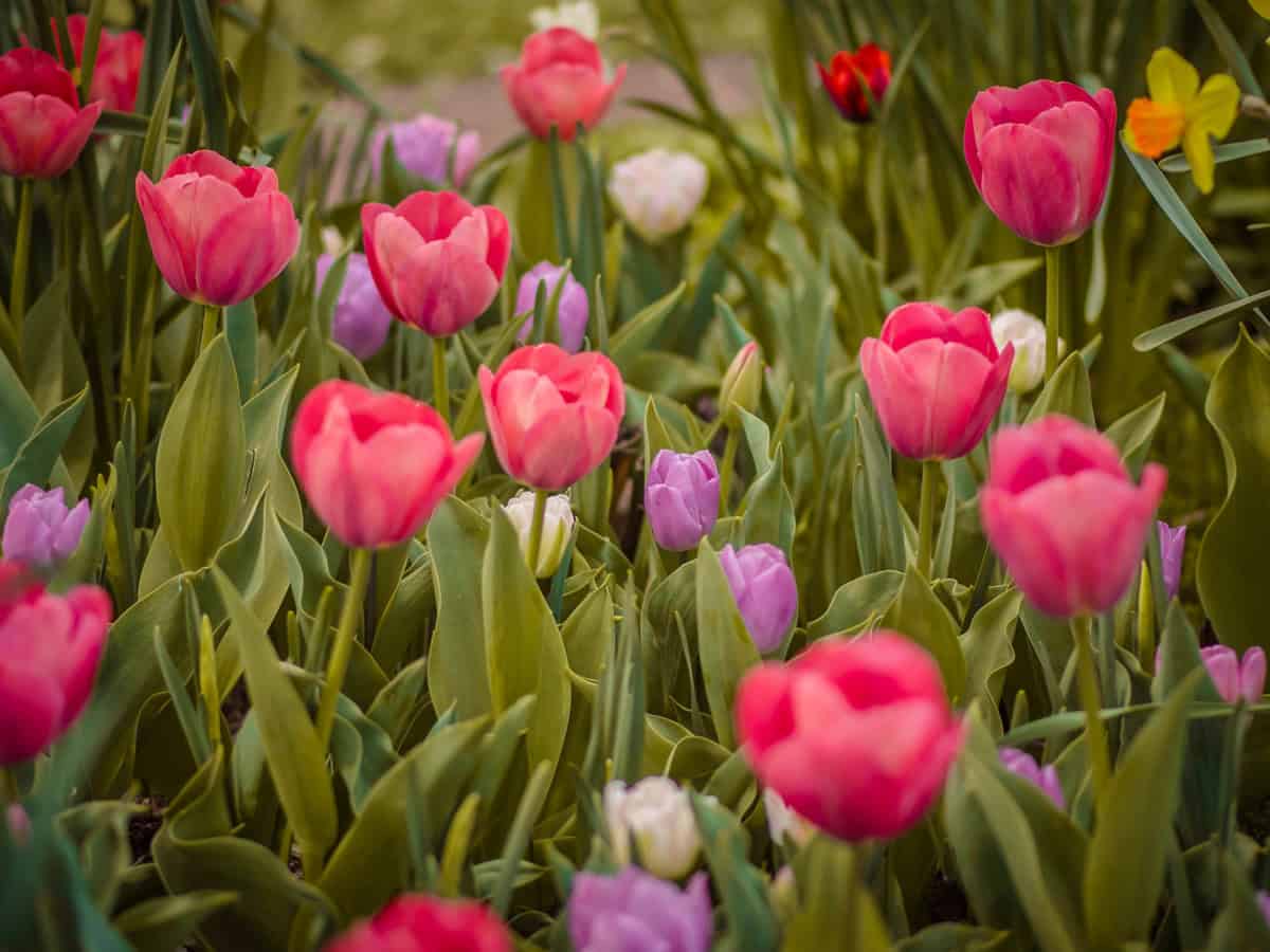 Pastel pink, purple, and white colored tulips bloom in the botanical gardens in Saint Louis, Missouri during the spring