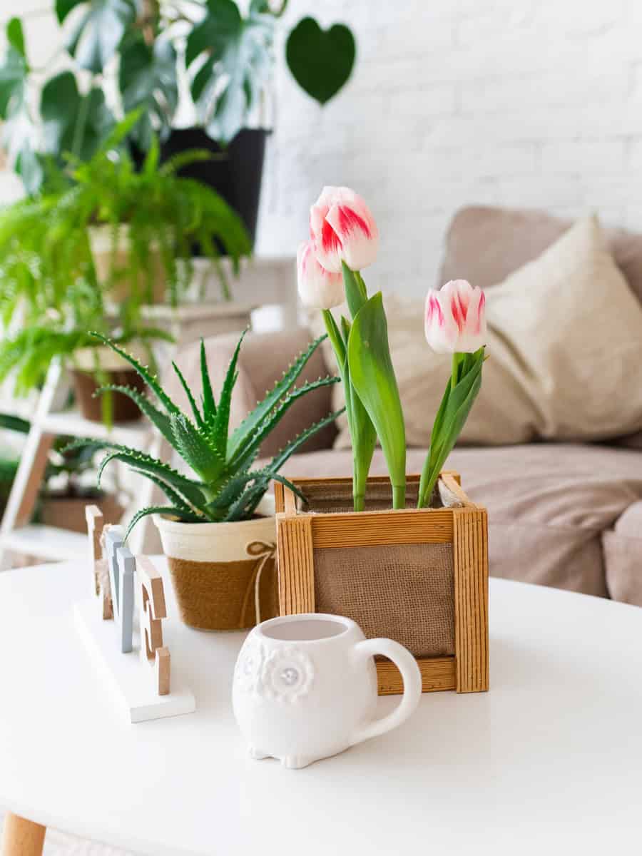 Pink tulips with aloe on a white table.
