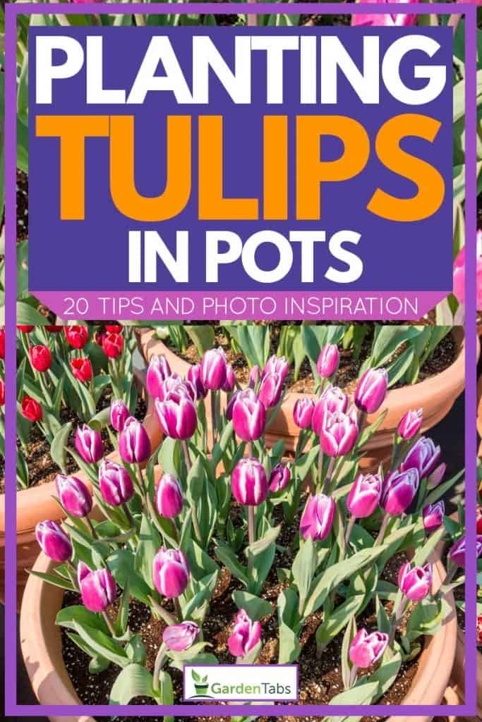 Planting Tulips In Pots (20 Tips and Photo Inspiration)