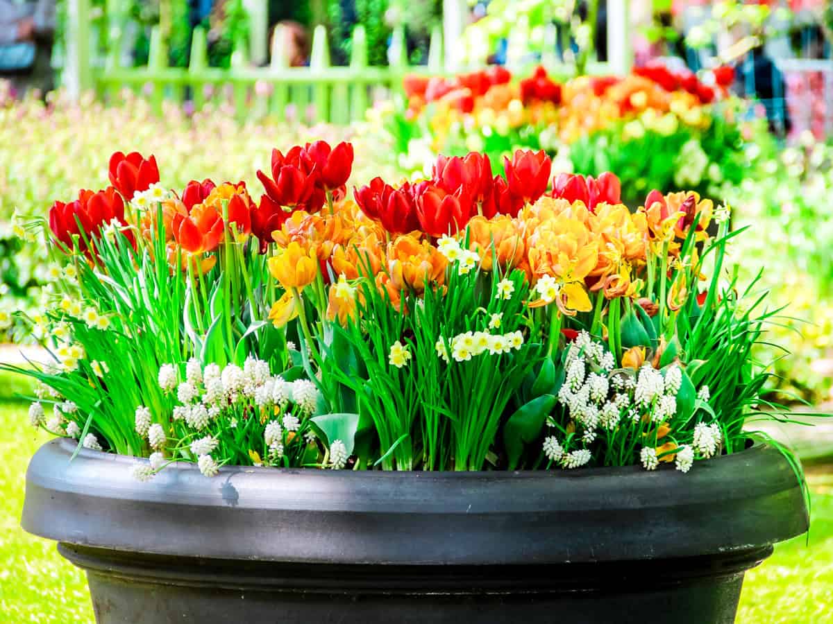Pot of tulips, daffodils, grape hyacinths