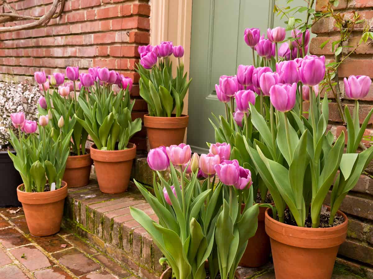 Potted Garden Spring Easter Tulips