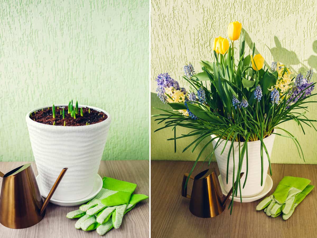 Spring bulbs flowers stages of blooming and growing in pot