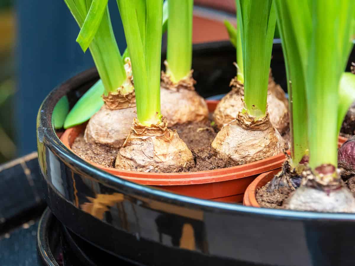 Spring tulip flower bulbs in a pot