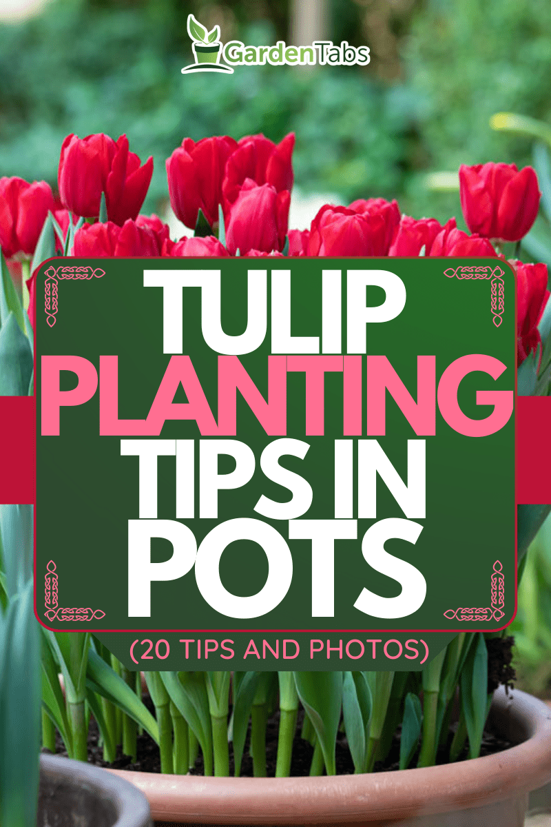 Tulip Planting Tips in Pots (20 Tips and Photos)