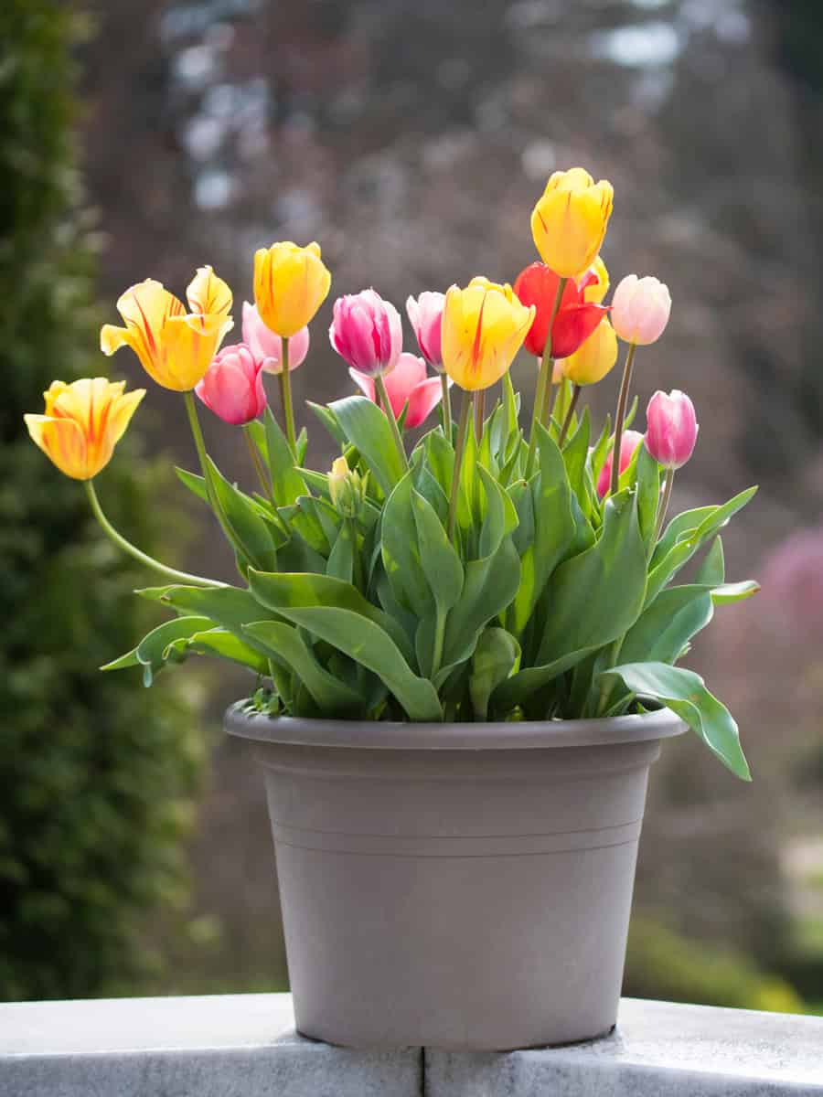 Tulips in a pot on blurred park background