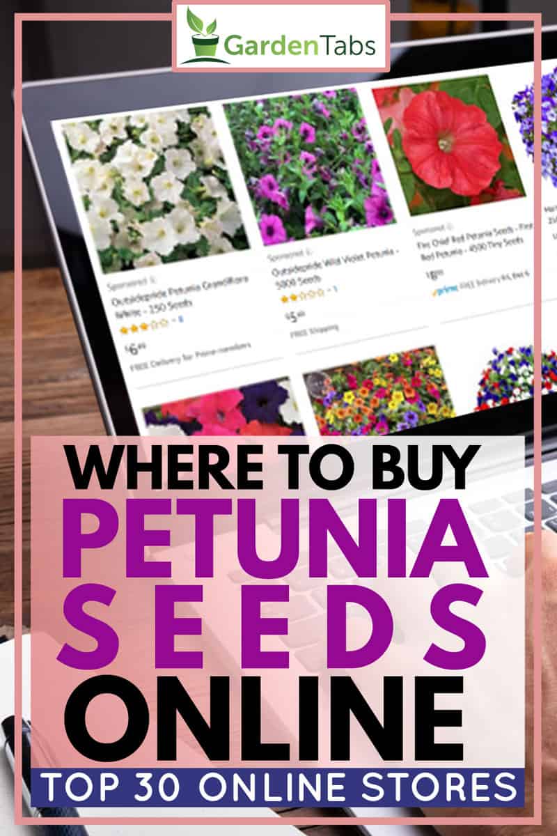 Where to Buy Petunia Seeds (Top 30 online stores)