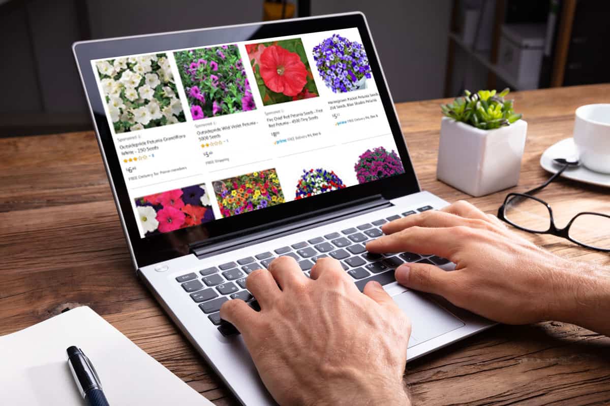 Where to Buy Petunia Seeds (Top 30 online stores)