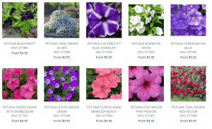 White Flower Farm website product page for Petunia Seeds