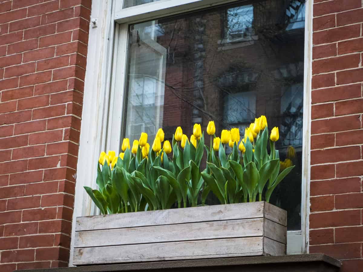 Window box with spring flowers, on an old apartment building