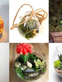 10 Moss Terrarium Kits For A Gorgeous Indoor Garden