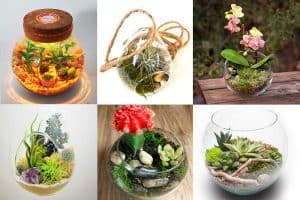 Read more about the article 10 Moss Terrarium Kits For A Gorgeous Indoor Garden