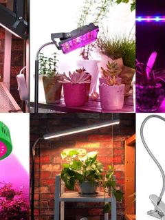 12 Best Heat Lamps for Plants