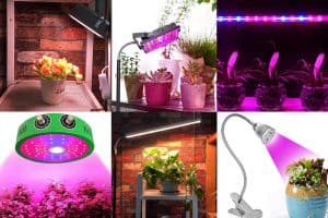 Read more about the article 12 Best Heat Lamps For Plants