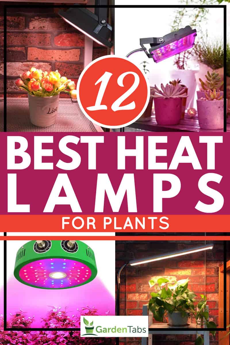 12 Best Heat Lamps for Plants