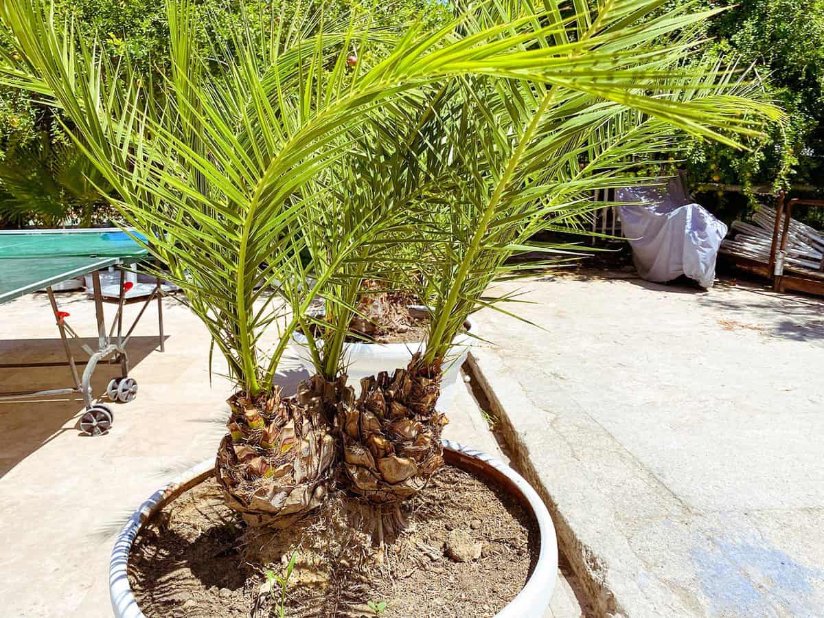 A palm tree with large green leaves stands in a pot on the beach