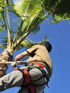A-tree-surgeon-wearing-a-harness-uses-a-corvellot-to-prune-a-palm-tree, When-to-Trim-Palm-Trees