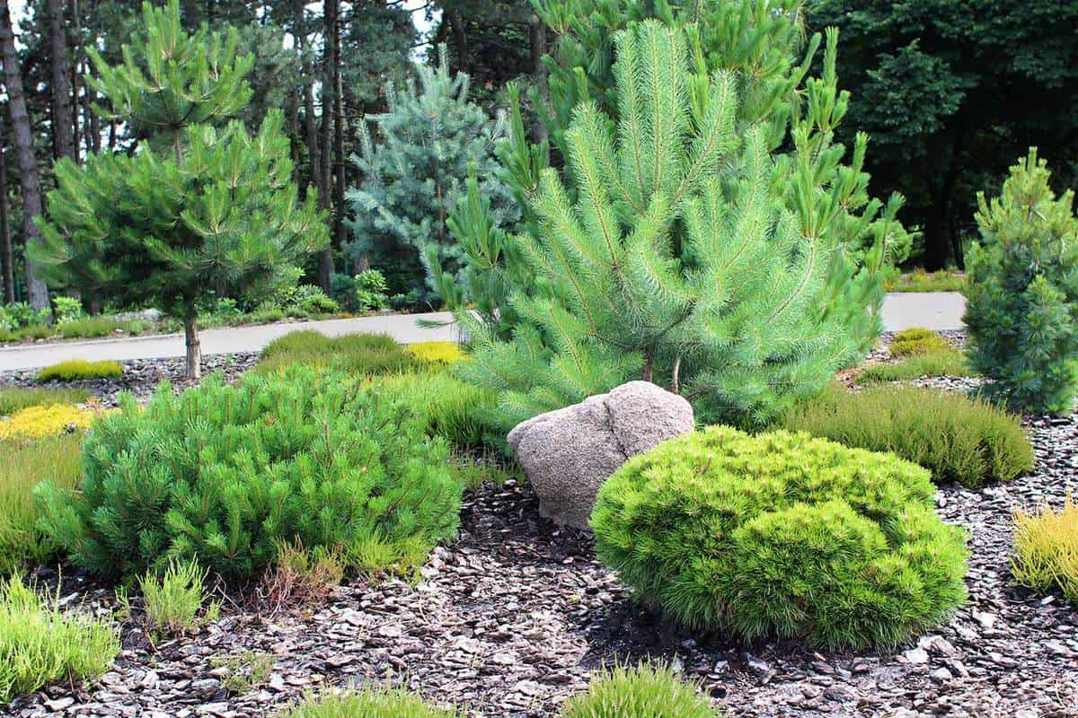 15 Pine Trees Landscaping Ideas, Pine Tree Landscape