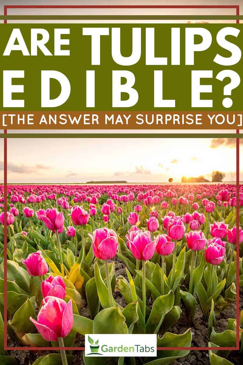 Are-Tulips-Edible-[The-answer-may-surprise-you]