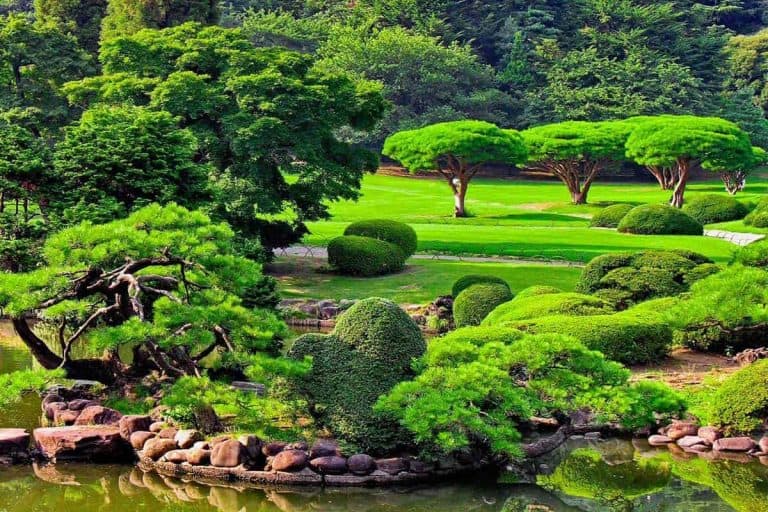 Beautiful japanese green park in summer time
