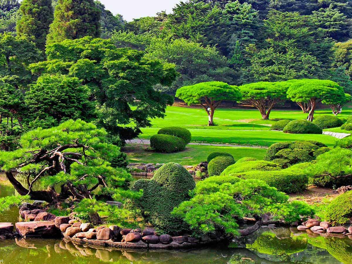 Beautiful japanese green park in summer time