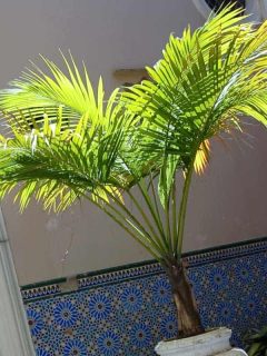 Majesty palm on white pot, Can Majesty Palms Survive Winter Outside?