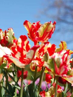Parrot Tulips Garden Guide [Care Tips, Shopping Links and Pictures]