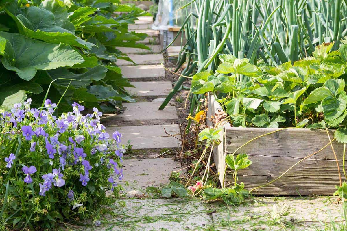 Garden path and planter in a vegetable garden