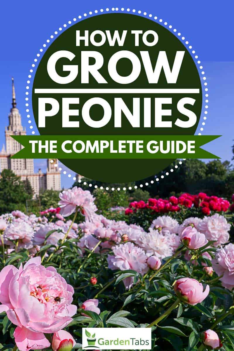How-to-Grow-Peonies-The-Complete-Guide