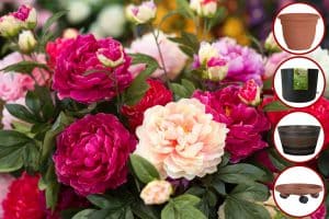 Read more about the article How To Grow Peonies In Pots