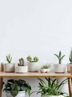 10 Best Garden Tables for Plants