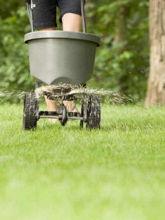 Can You Over Fertilize a Lawn?