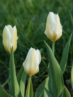 Exotic Emperor Tulip Plant Guide [Care tips, pictures and more]