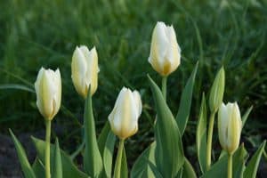 Read more about the article Exotic Emperor Tulip Plant Guide [Care Tips, Pictures, and More]