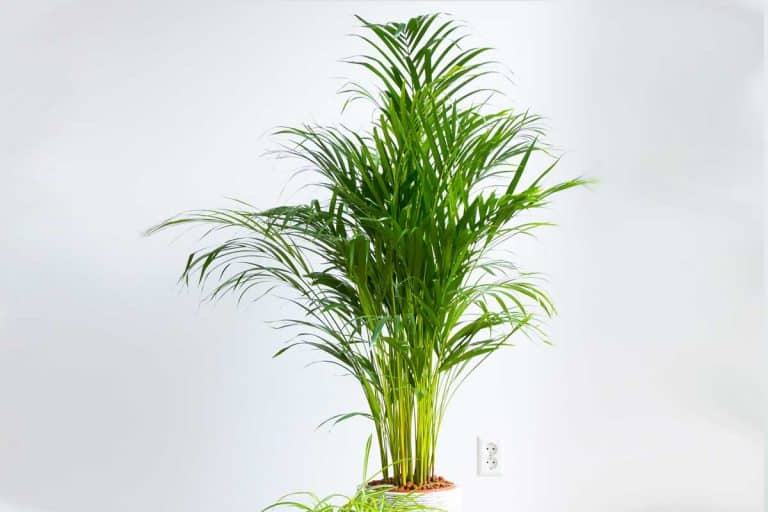 Majesty palm on pot isolated in white, The Best Soil for a Majesty Palm