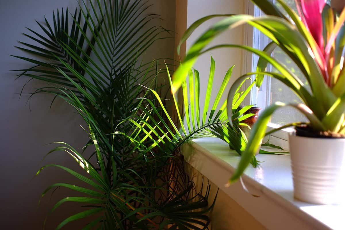 Majesty palm tree in planter