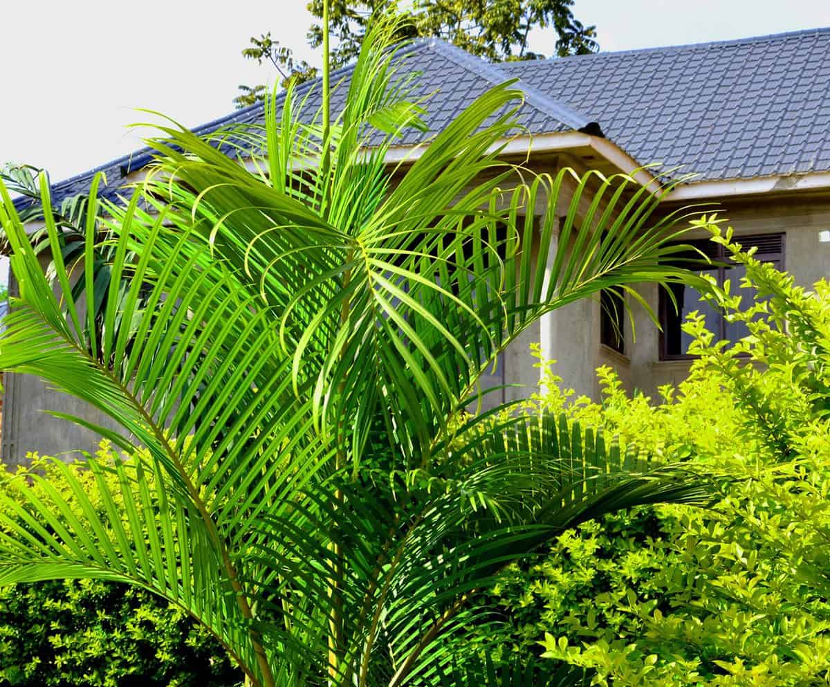 Majesty palm tree in the garden