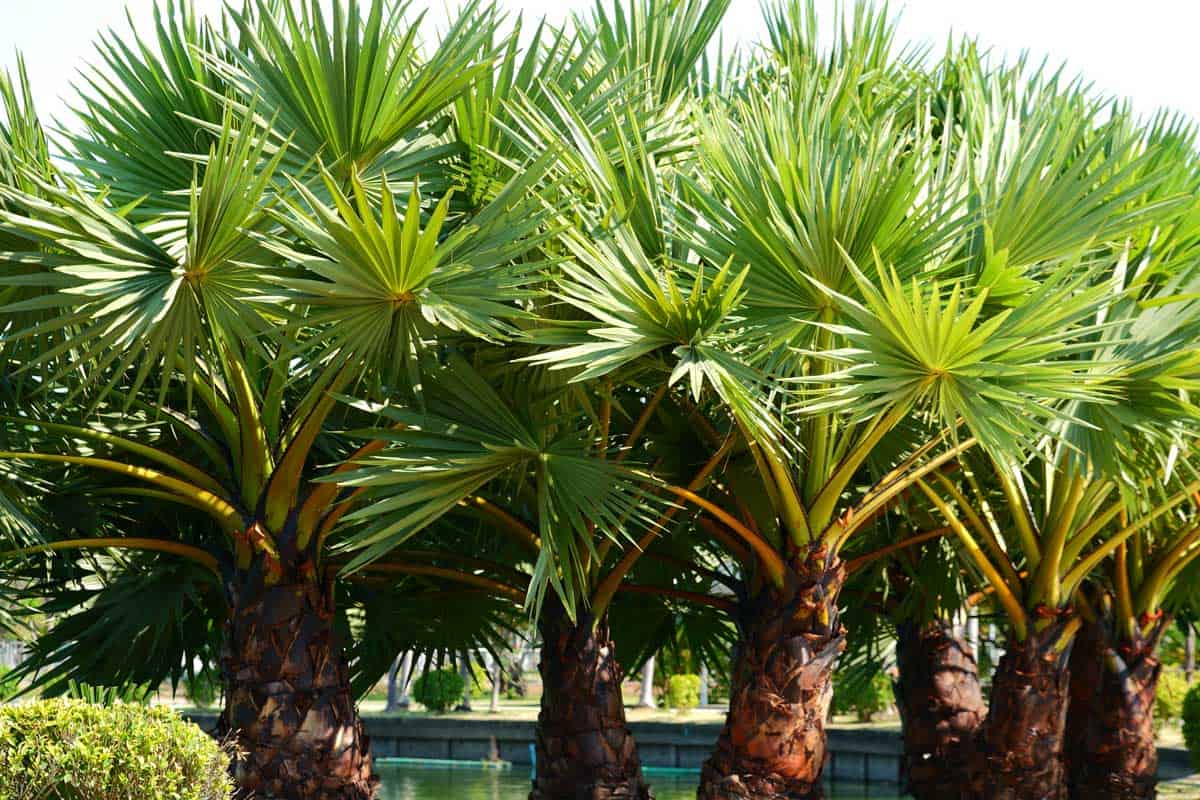 Palm-Tree-Garden