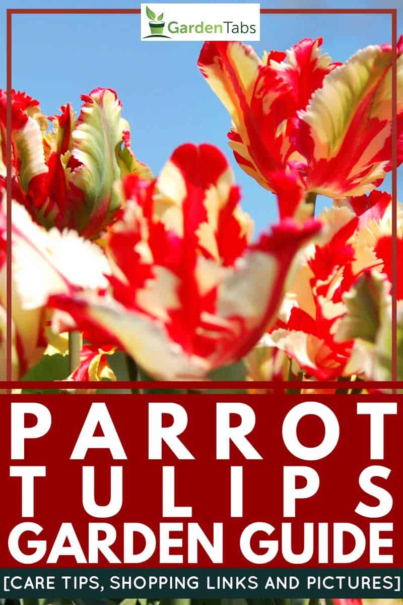 Parrot Tulips Garden Guide [Care Tips, Shopping Links and Pictures]