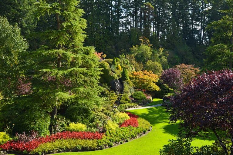 Pine garden with mix of evergreen shrubs, annuals and perennial flowers in a beautiful national park