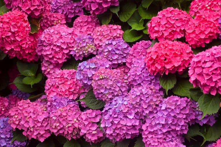 Pink and purple hydrangeas in the sunlight