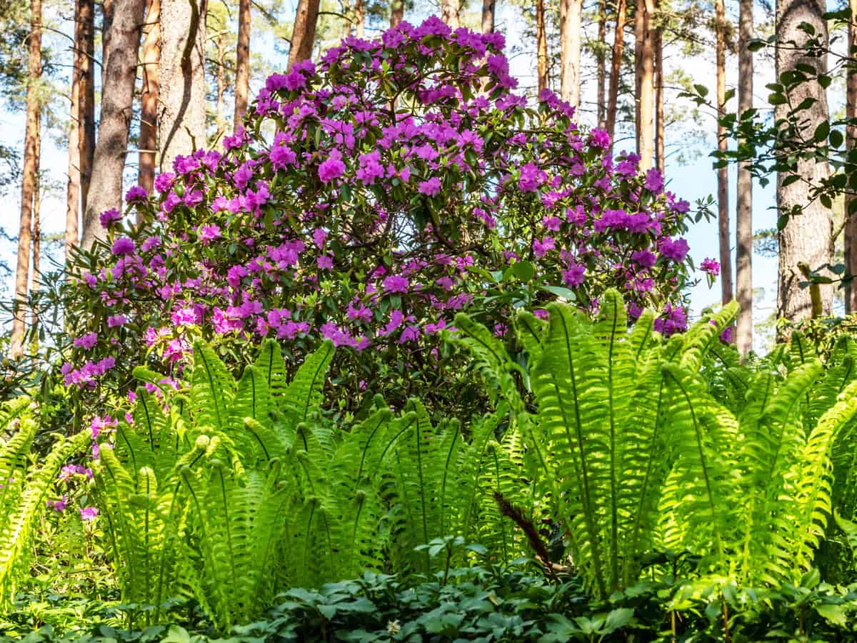 Pink rhododendron bush among wood ferns under the pine trees during bright sunny spring day