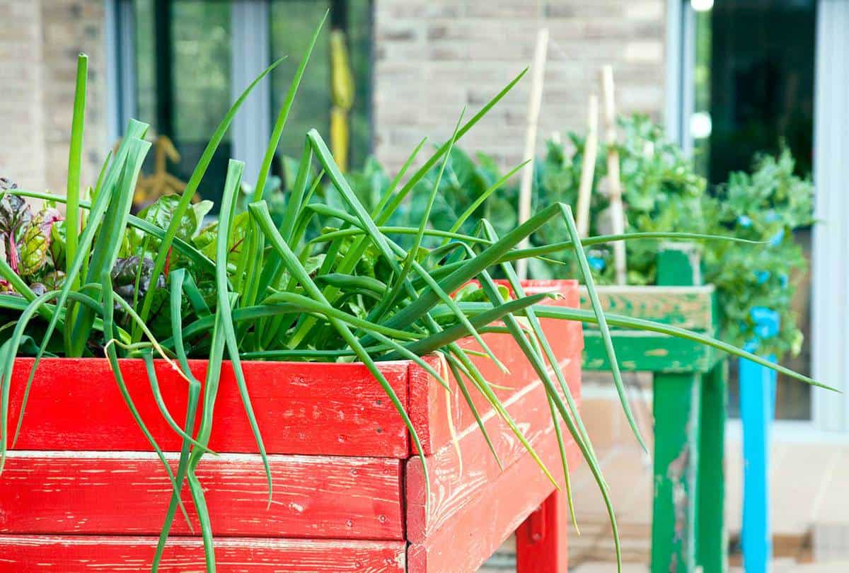 Planter boxes in urban garden on the rooftop