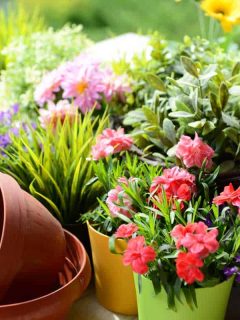 Potted-plants-in-the-garden