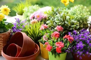 Read more about the article How To Improve Drainage In Potted Plants