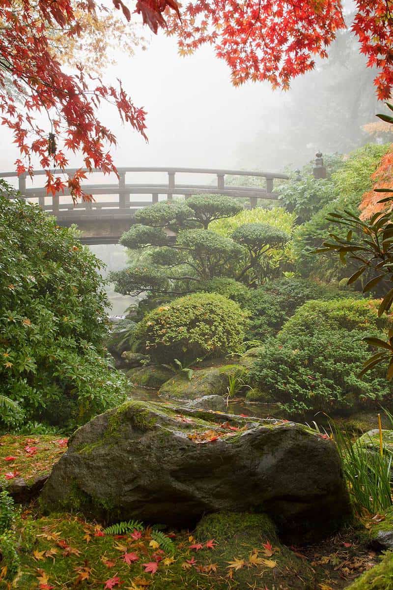 Rock and bridge under the maple tree at japanese garden