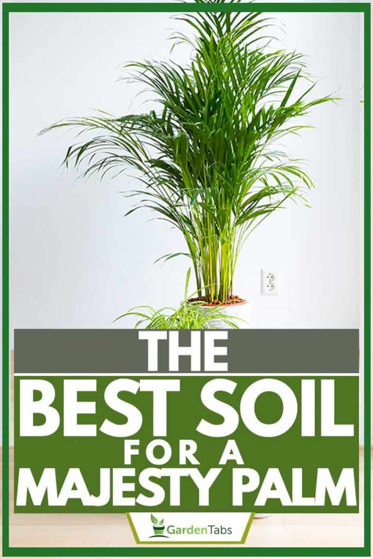 The Best Soil For A Majesty Palm Garden Tabs